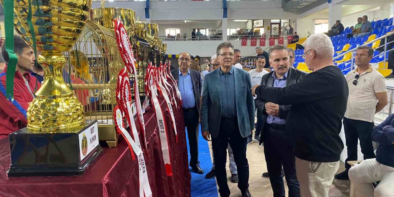 Edremit’te ‘7. Yorkshire Kanarya Şov Yarışması’ Heyecanı