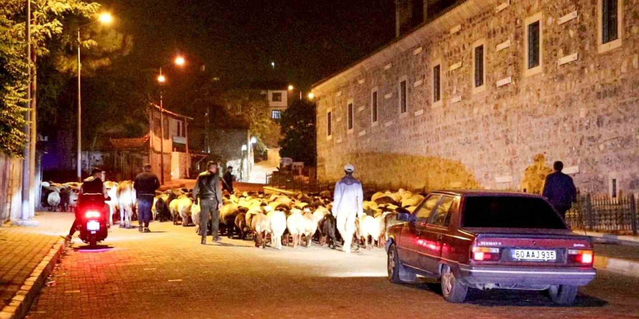 Yayladan İndiler Şehir Merkezinden Geçtiler: Koyun Sürüsünün Yolculuğu Kamerada