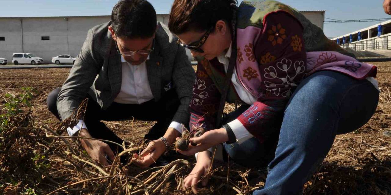 Etb’den Mor Patates İlgisi