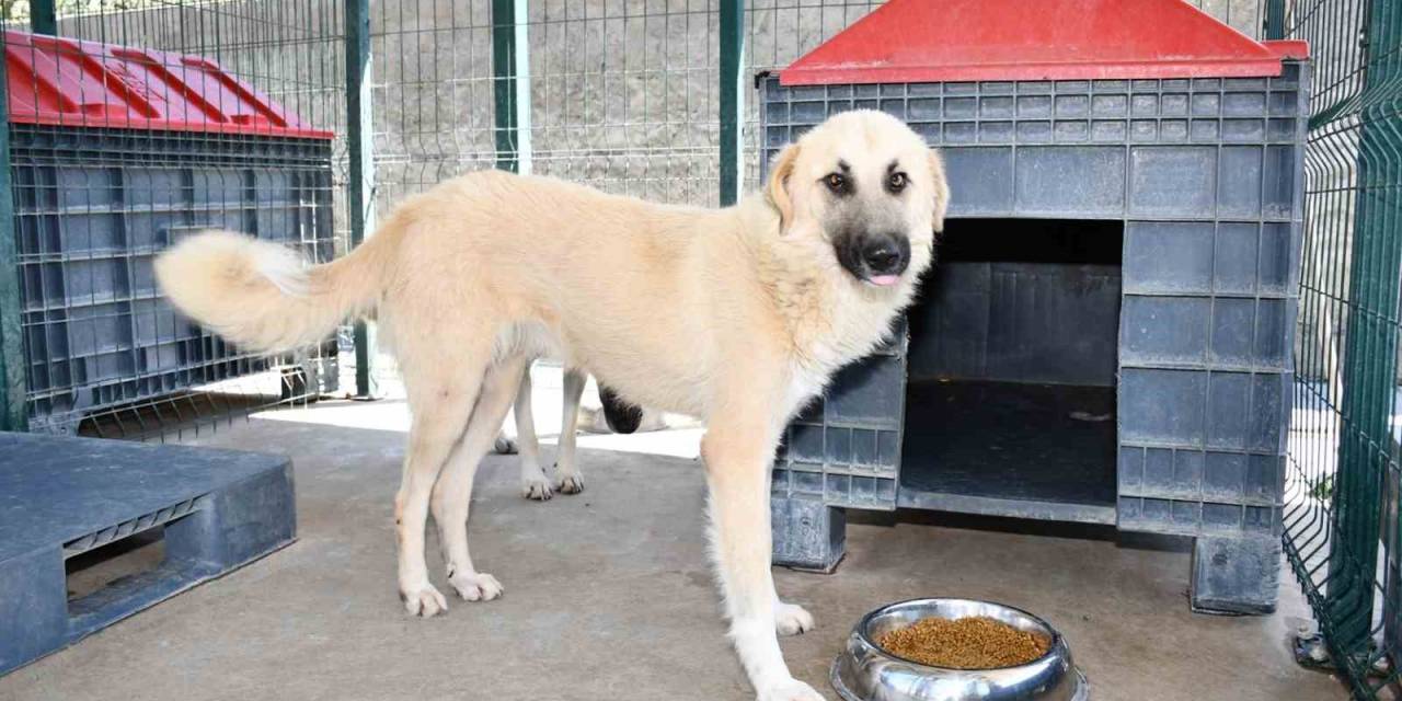 İznik’teki Sokak Hayvanları İçin Tam Teşekküllü Merkez