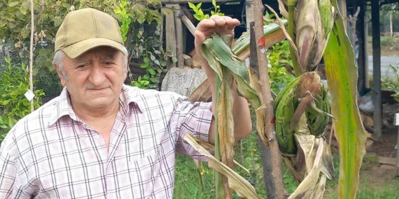 1 Kök Mısırda 15 Koçan