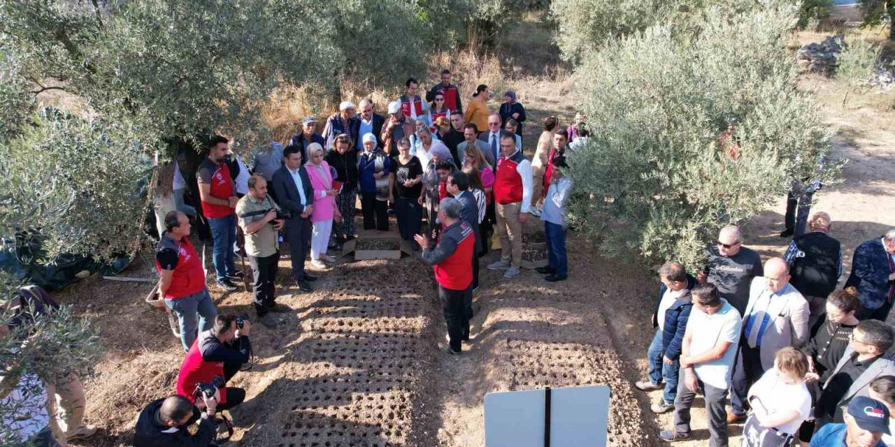 Genç Çiftçiler, Salep Üretimini Sevdi