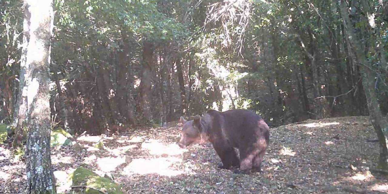 Çanakkale’de Boz Ayı Görüntülendi