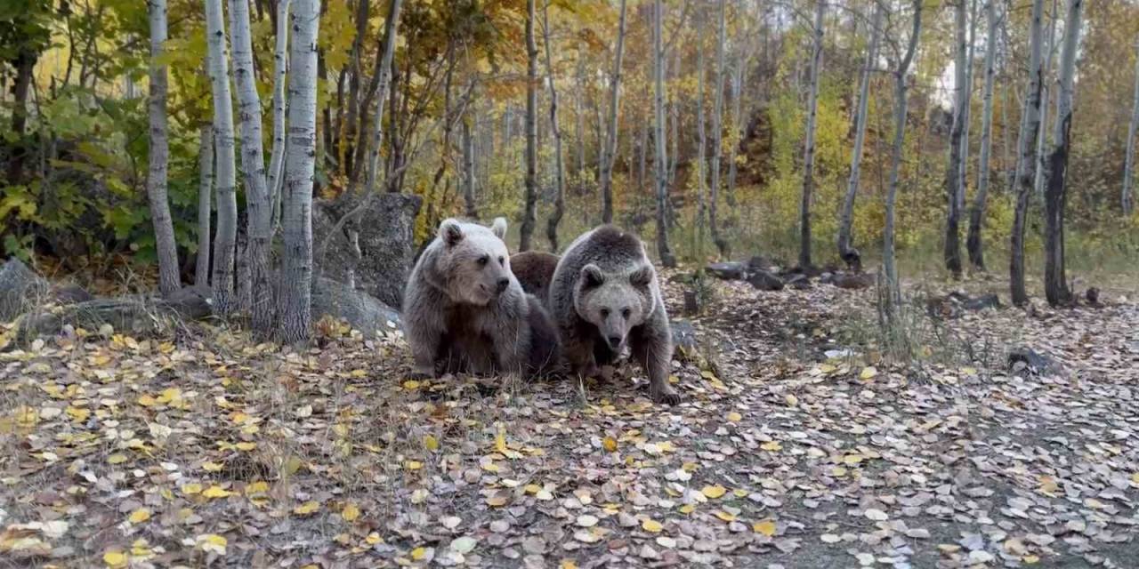 Doğa Fotoğrafçısının Ayılarla Kürtçe Diyaloğu Gülümsetti