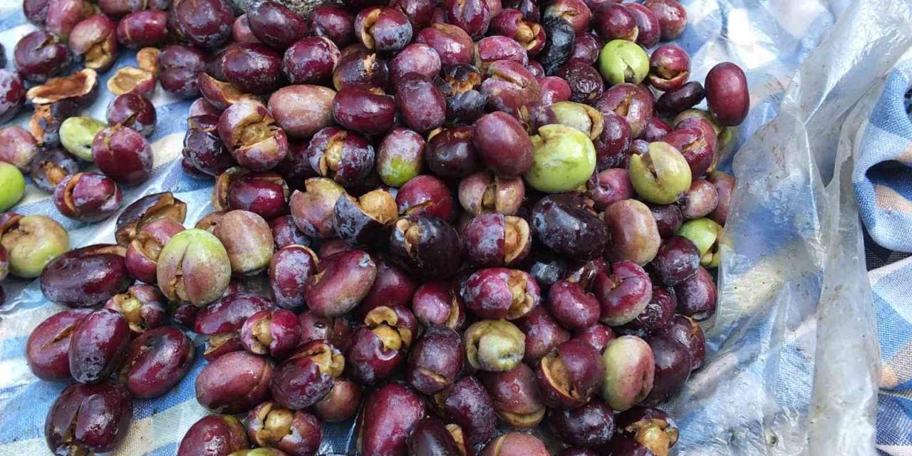 Burhaniye’de Kırma Zeytin Sezonu Başladı