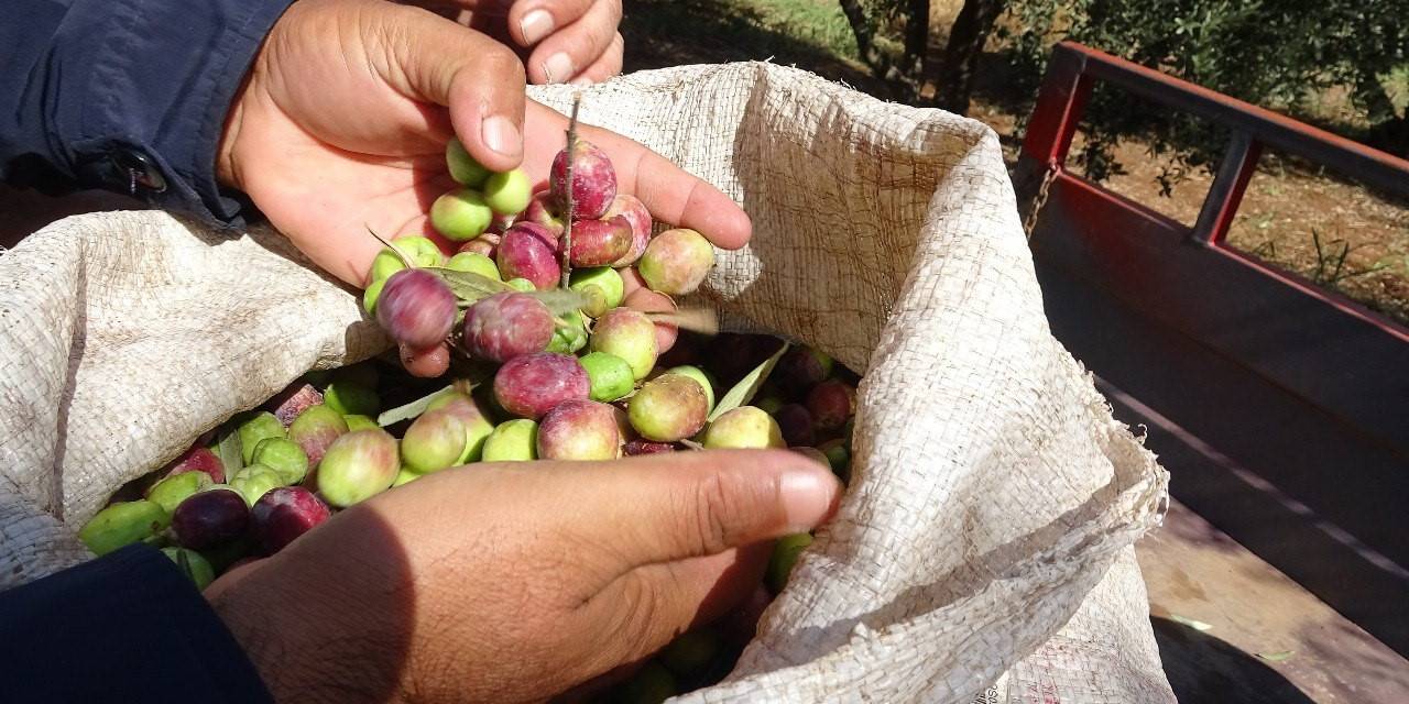 Mardin’de Devam Eden Zeytin Hasadında Yüksek Rekolte Bekleniyor