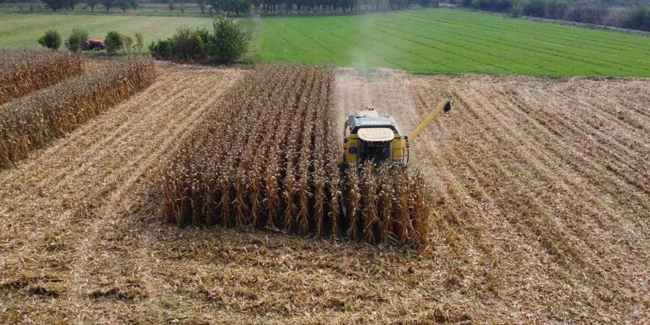 Iğdır’da Dane Mısır Hasadı Başladı