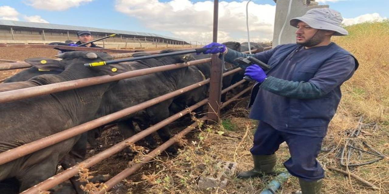 Beyşehir’de İthal Hayvanların Sağlık Kontrolleri Yapılıyor