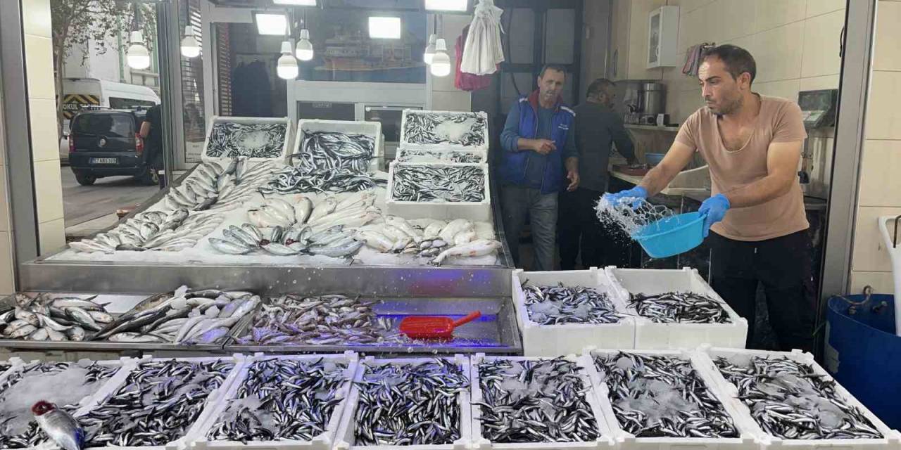 Sinop Hamsisi 40 Liraya Düştü