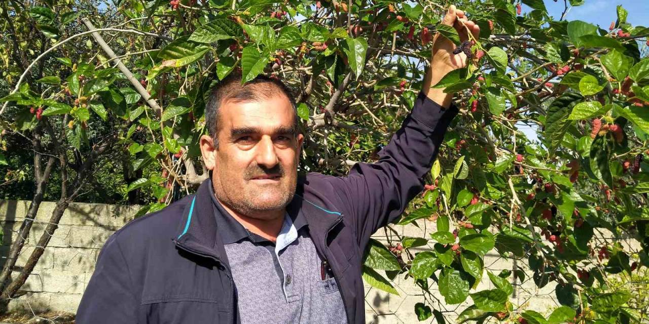 Erzin’de Ahududu Yeniden Meyve Verdi