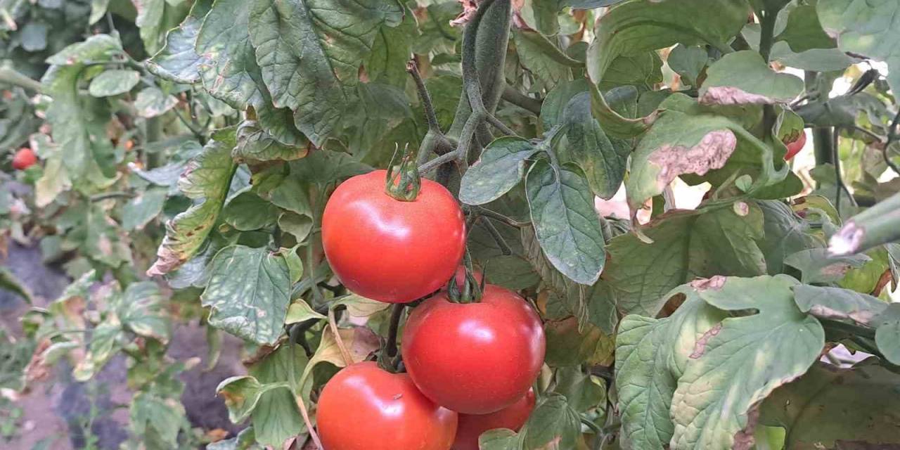 Adilcevaz’daki Seralarda Domates Üretimi Devam Ediyor