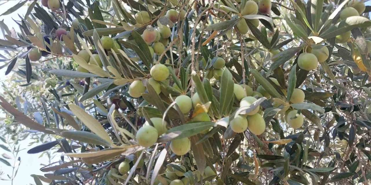 Minik Öğrenciler, Depremzedelere Göndermek İçin Zeytin Topladı