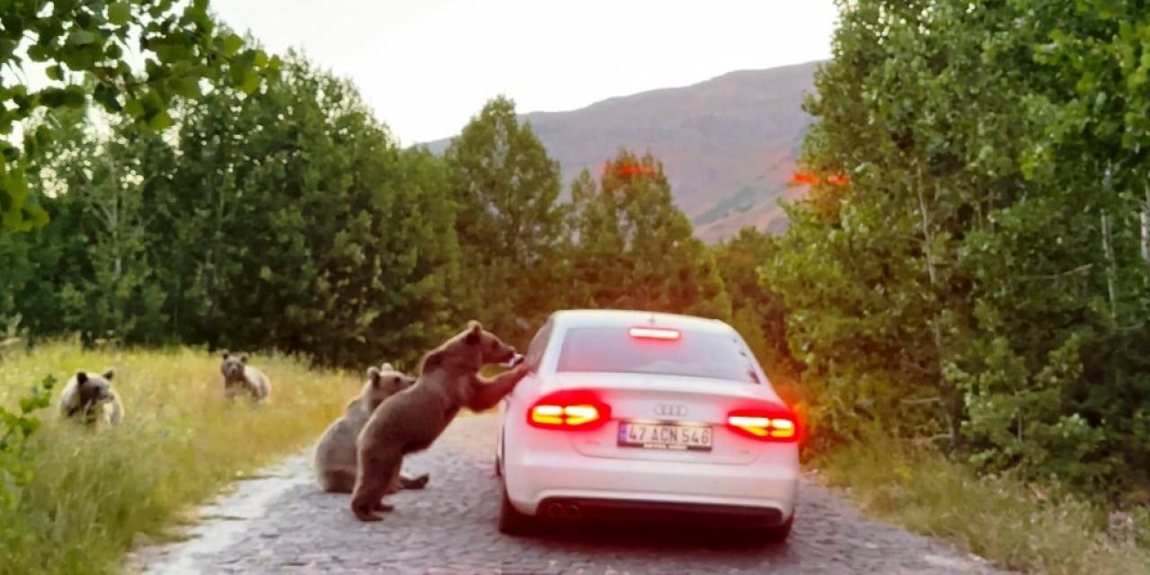 Nemrut’taki Ayılar Bu Kez De Araçların Yolunu Kesti