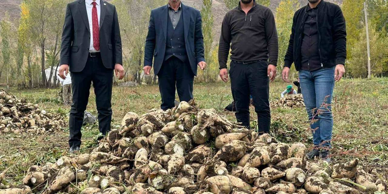Yüksekova’da 30 Yıl Aradan Sonra Şeker Pancarı Hasadı Yapıldı