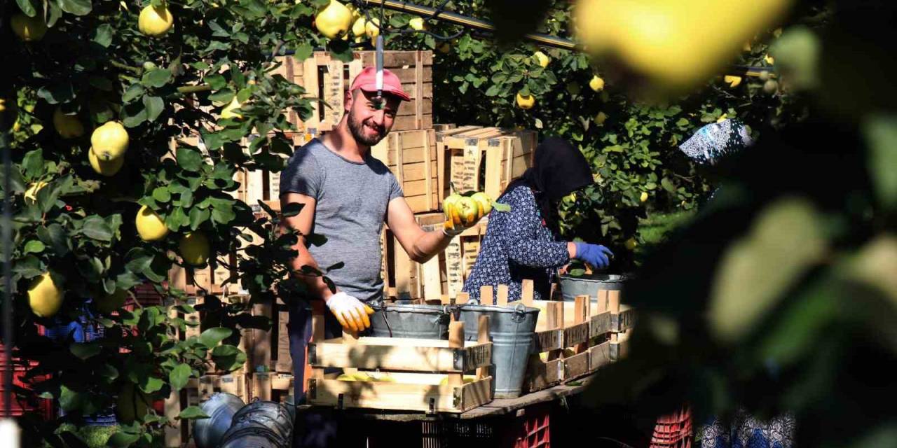 Sapından Yaprağına Kadar Değerlendirilen Ayva’da Hasat Başladı