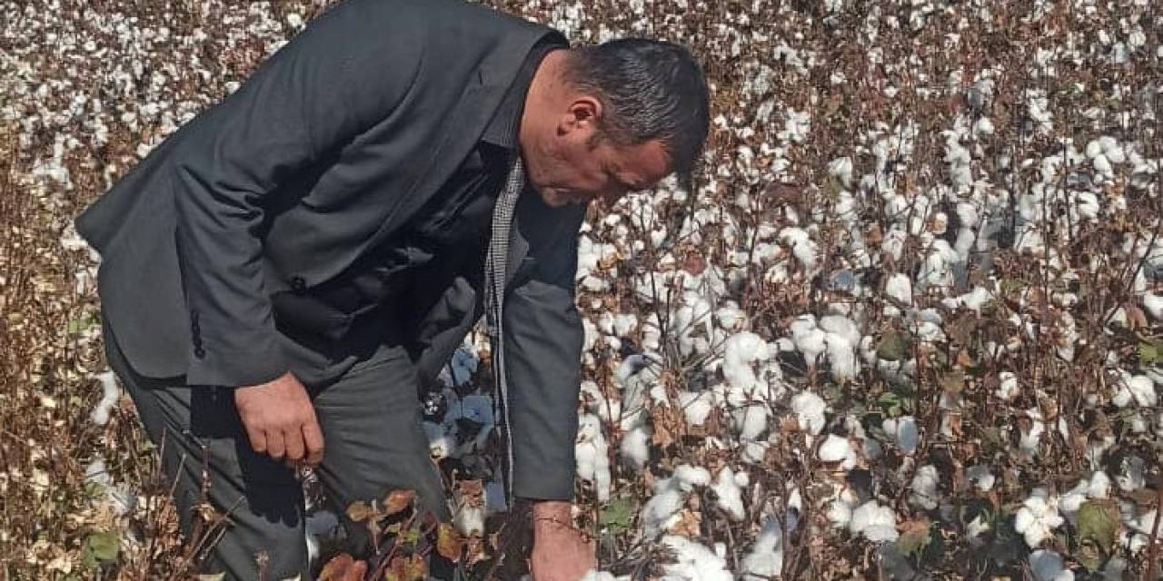 Didim’de Pamuk Hasat Kontrolleri Devam Ediyor