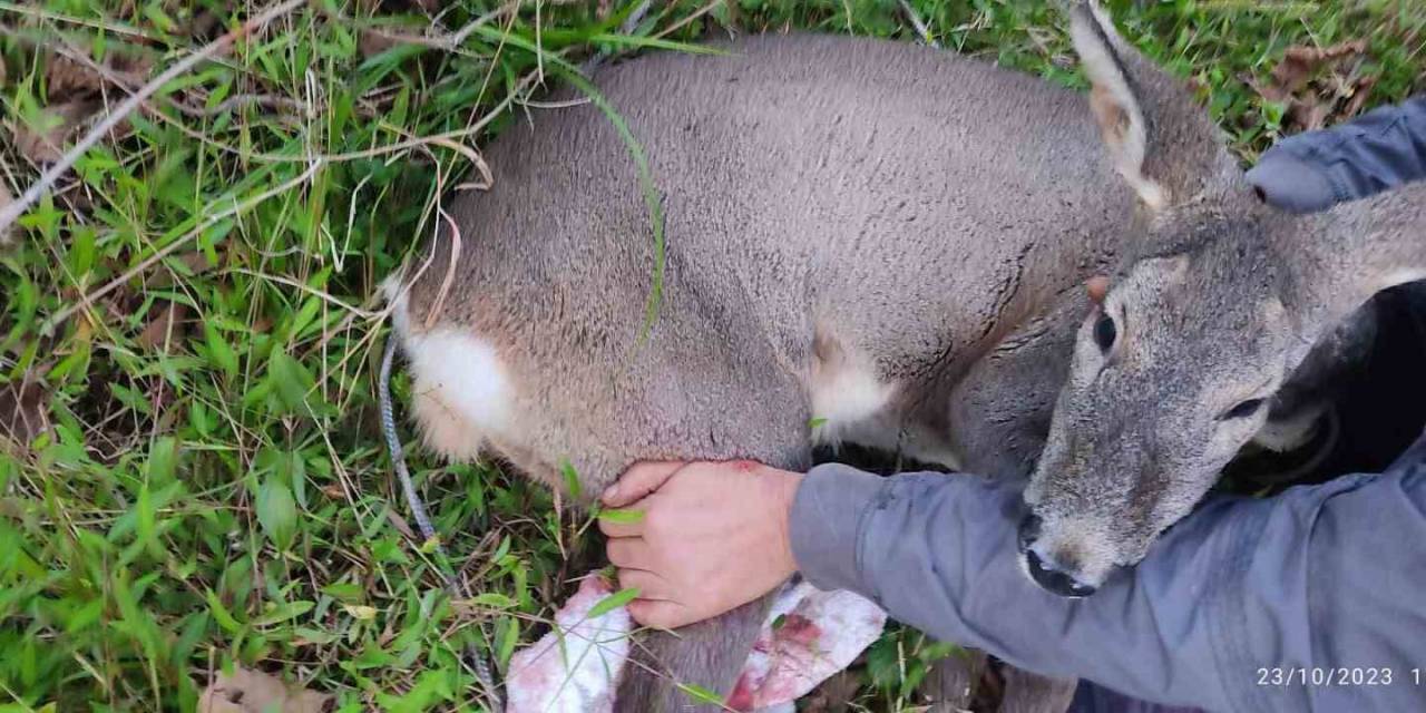 Köpeklerin Saldırısına Uğrayan Karacayı İşçiler Kurtardı