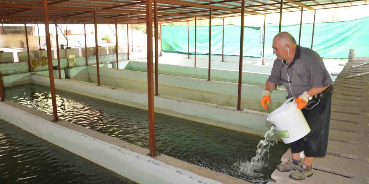 Hobi Olarak Başladığı Alabalık Tesisinde Her Yıl Milyonlarca Somon Ve Alabalık Üretiyor