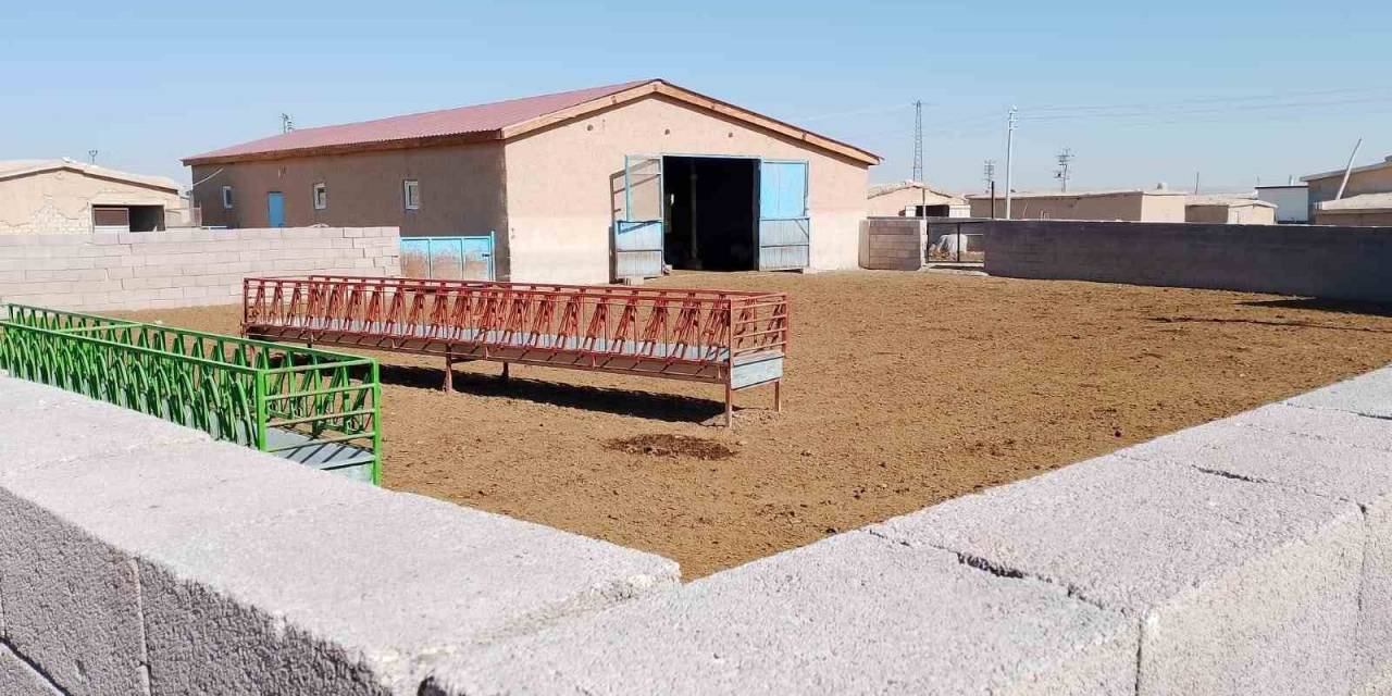 Konya’da Ağıla Giren Kurt Koyunları Telef Etti