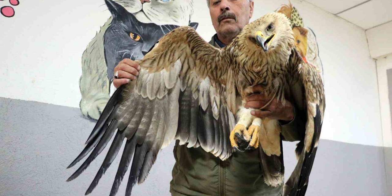 Yozgat’ta Yorgun Ve Bitkin Halde Şah Kartalı Bulundu