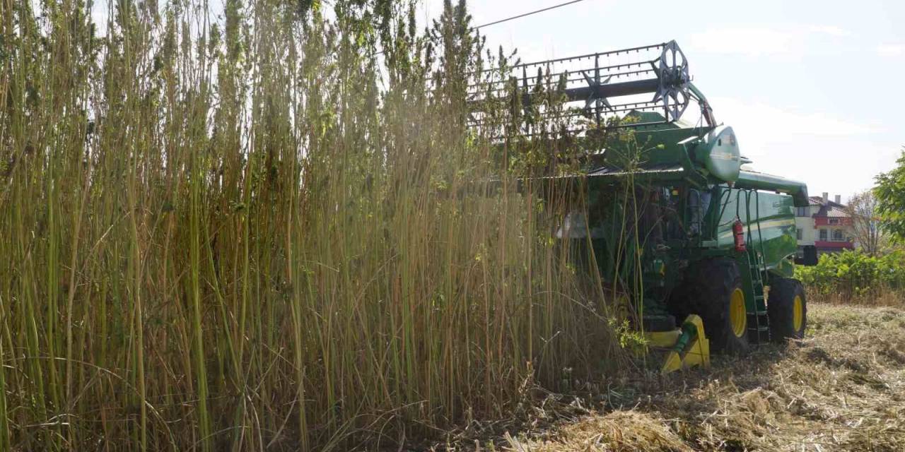 30 Yıl Sonra Ekimine Başlanan Kendirin Hasadı Yapıldı