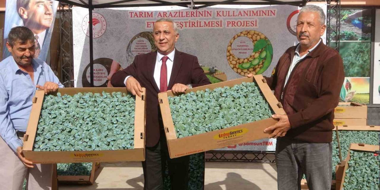 Samsun’da 34 Üreticiye 650 Bin Brokoli Fidesi Dağıtıldı
