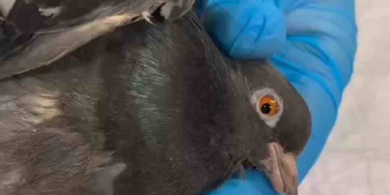 Tmo’daki Patlamada Yaralanan Güvercinler Doğaya Salındı