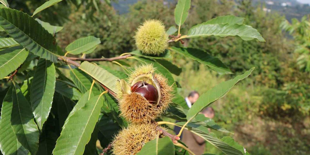 Defneden 16,5 Milyon, Kestaneden 2,4 Milyon Tl Gelir