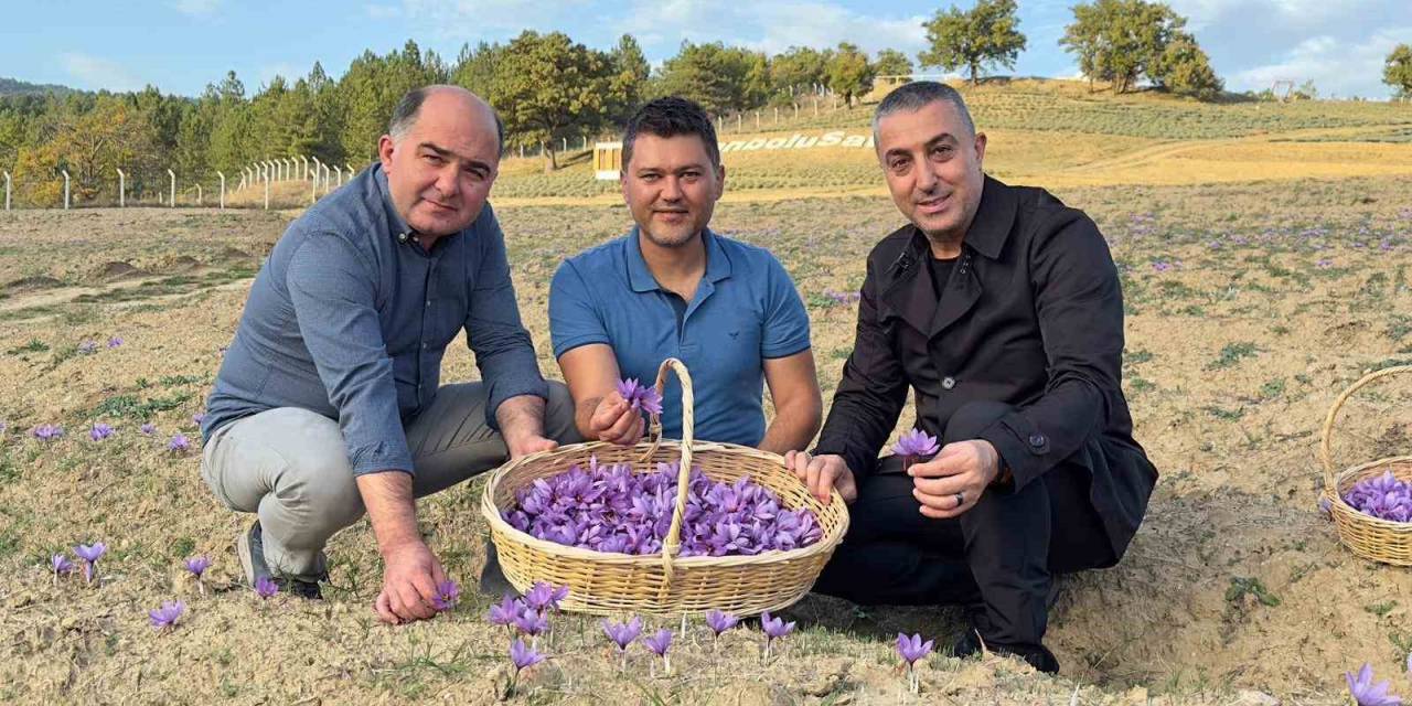 Safranova’da Safran Hasadı Başladı