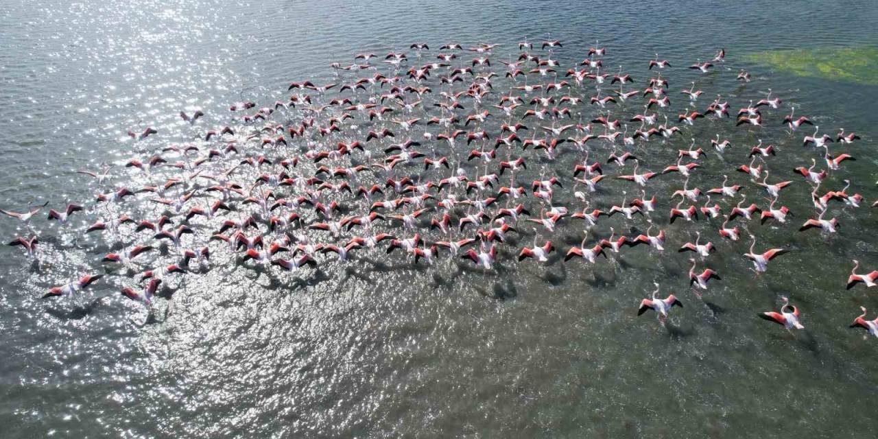 Hersek Lagünü’nde Flamingolardan Görsel Şölen