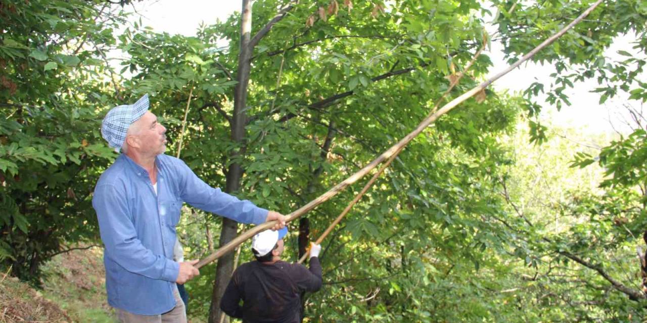 Aydın Ve İzmir’de Kestane Telaşı Başladı