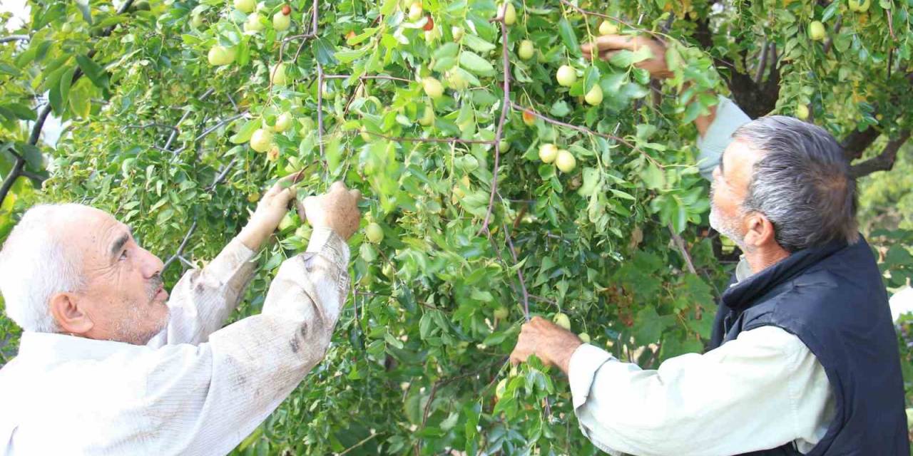 Çit Bitkisi Olarak Dikilen Şifa Deposu "Hünnap" Gelir Kapısı Oldu