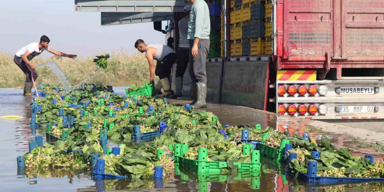 Türkiye’nin Ispanak Deposunda Hasat Zamanı: Tarlada 4, Pazarda 20 Tl