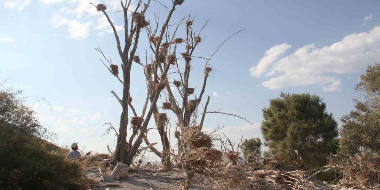 Karabataklar Yeşil Dokuya Zarar Verip, Ağaçları Kurutuyor
