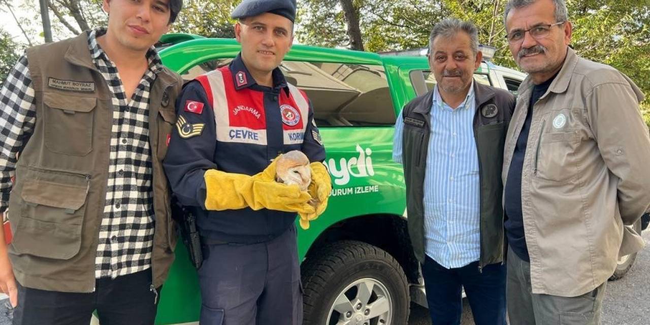 Yaralı Baykuşa Jandarma Şefkati