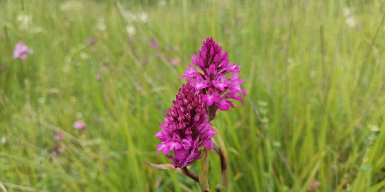 Samsun’da 154 Tür Endemik Bitki Ve Hayvan Bulunuyor