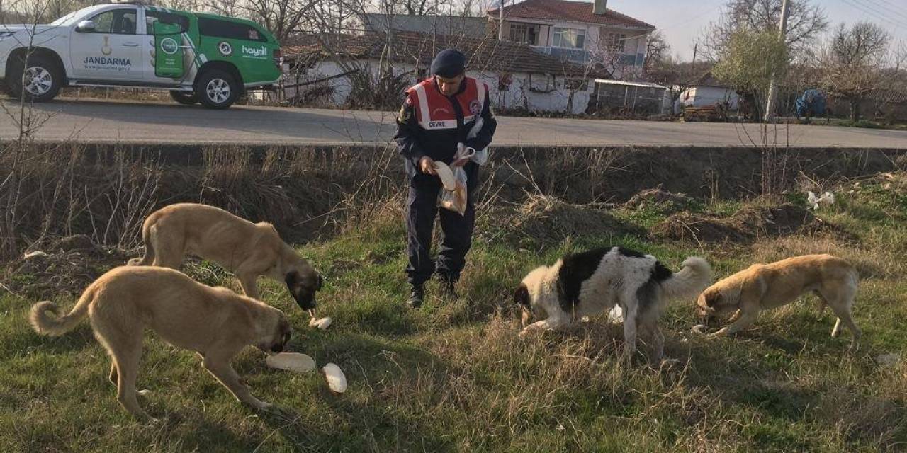 Jandarma Sokak Hayvanlarını Elleriyle Besledi