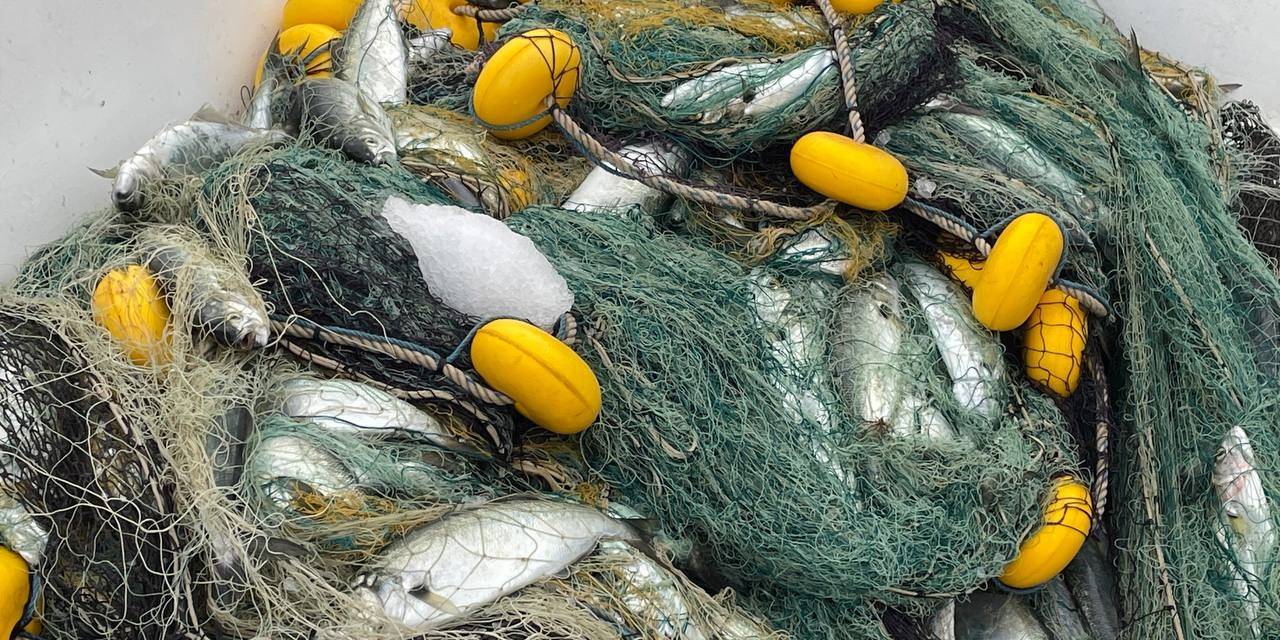 Denizlerin Efesi Lüfer Göründü: Balıkçılar 3 Bin Adet Yakaladı