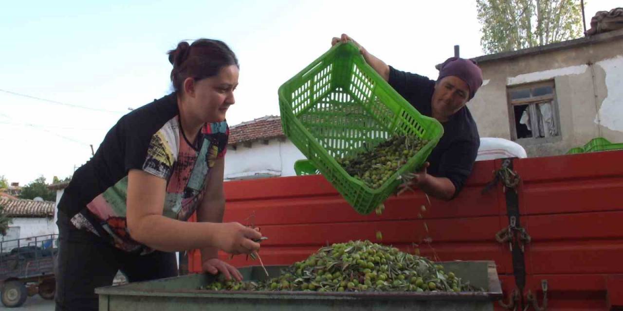 Balıkesir’de Yeşil Zeytin Alımı Başladı