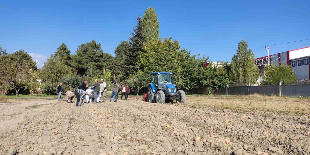 Niğde’de Yerli Patates ‘Leventbey’de Hasat Dönemi Başladı