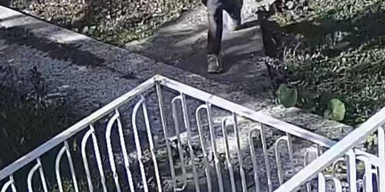 Bağ Faresi Serbest Bırakıldı