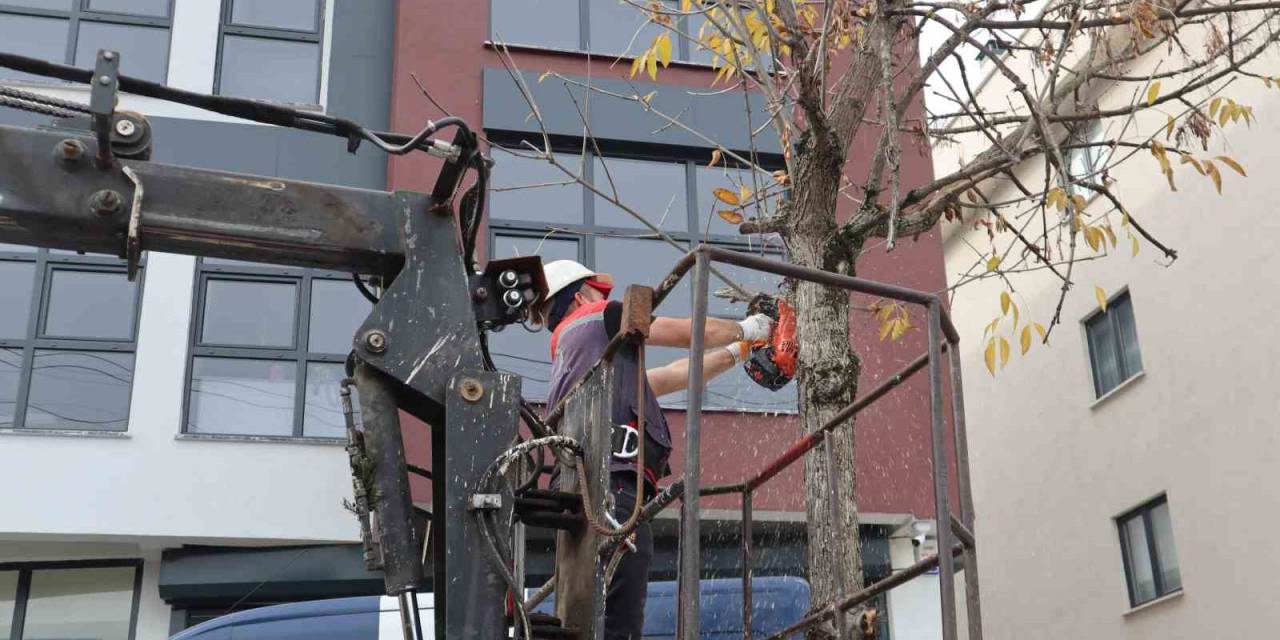 Sürücü Ve Yaya Güvenliği İçin Ağaçlar Budanıyor