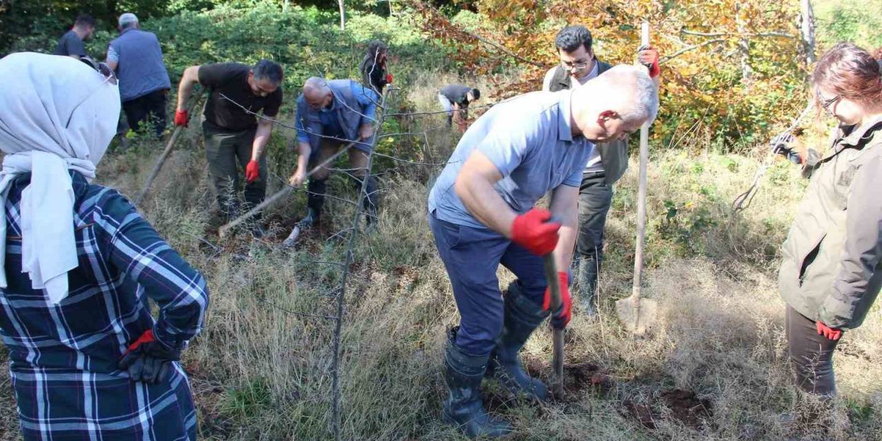100 Adet Yabani Meyve Fidanı Dikildi