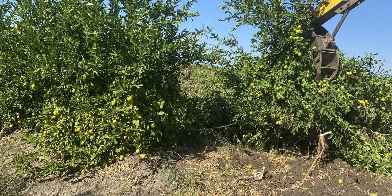 Adana’da Kilosu 50 Kuruşa Düşen Limon Ağaçları Sökülüyor