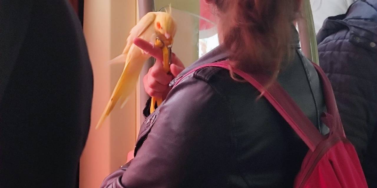 Eskişehir’de Tramvayda Kuş İle Yolcunun İç Isıtan Görüntüsü