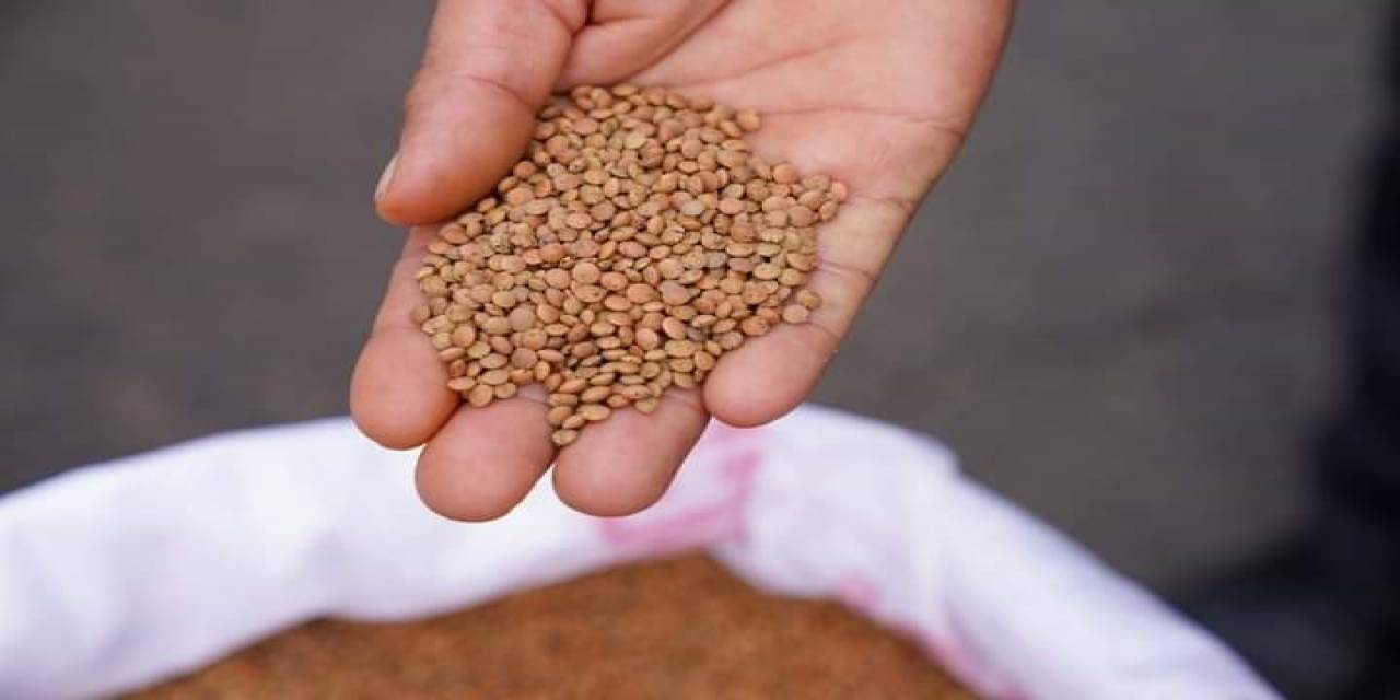 Çermik’te Mercimek Projesine Yoğun İlgi