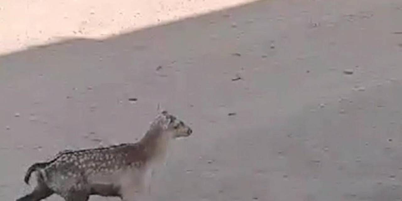 Şanlıurfa’da İlk Defa Alageyik Görüldü