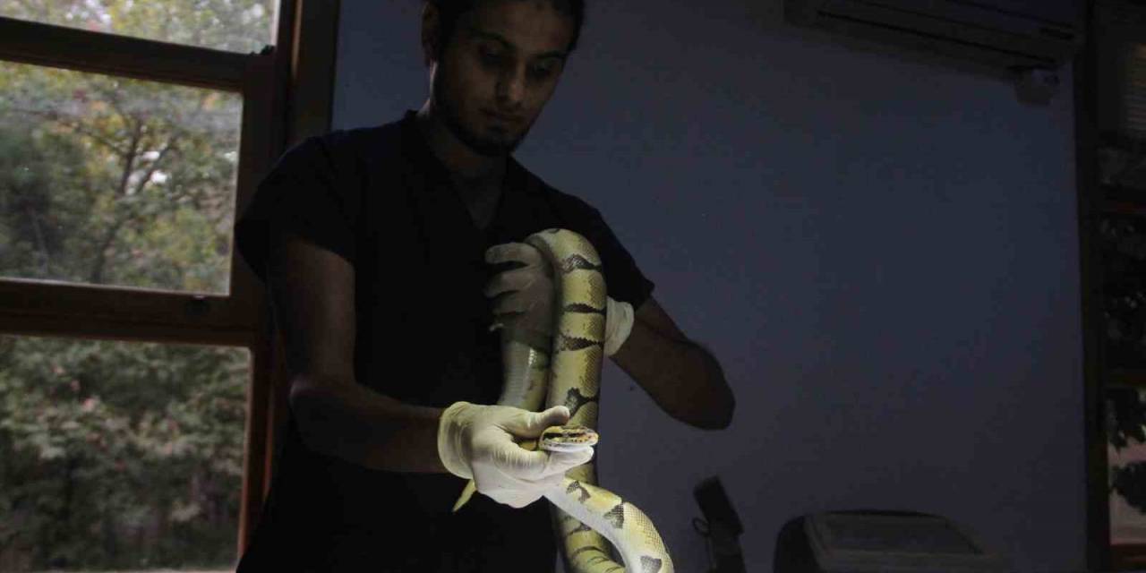 Mahalleliye Korku Dolu Anlar Yaşatan Kral Pitona 10 Günlük Karantina