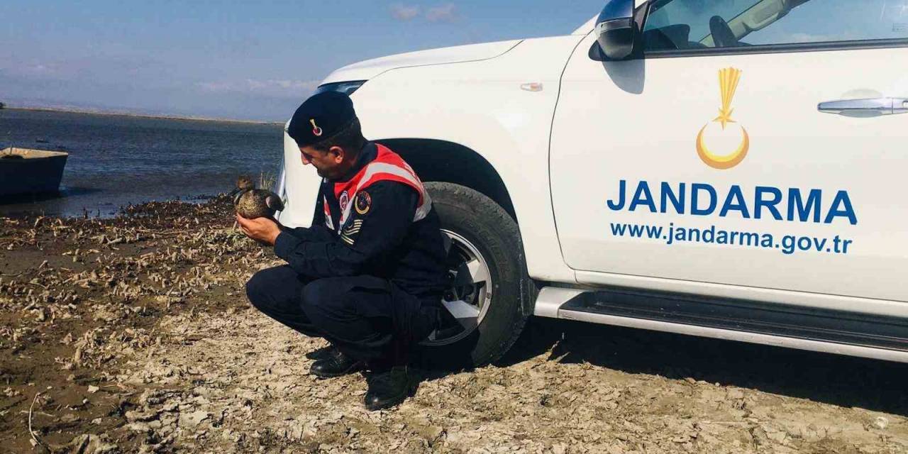 Yaralı Ördek Jandarma Ekiplerince Kurtarıldı