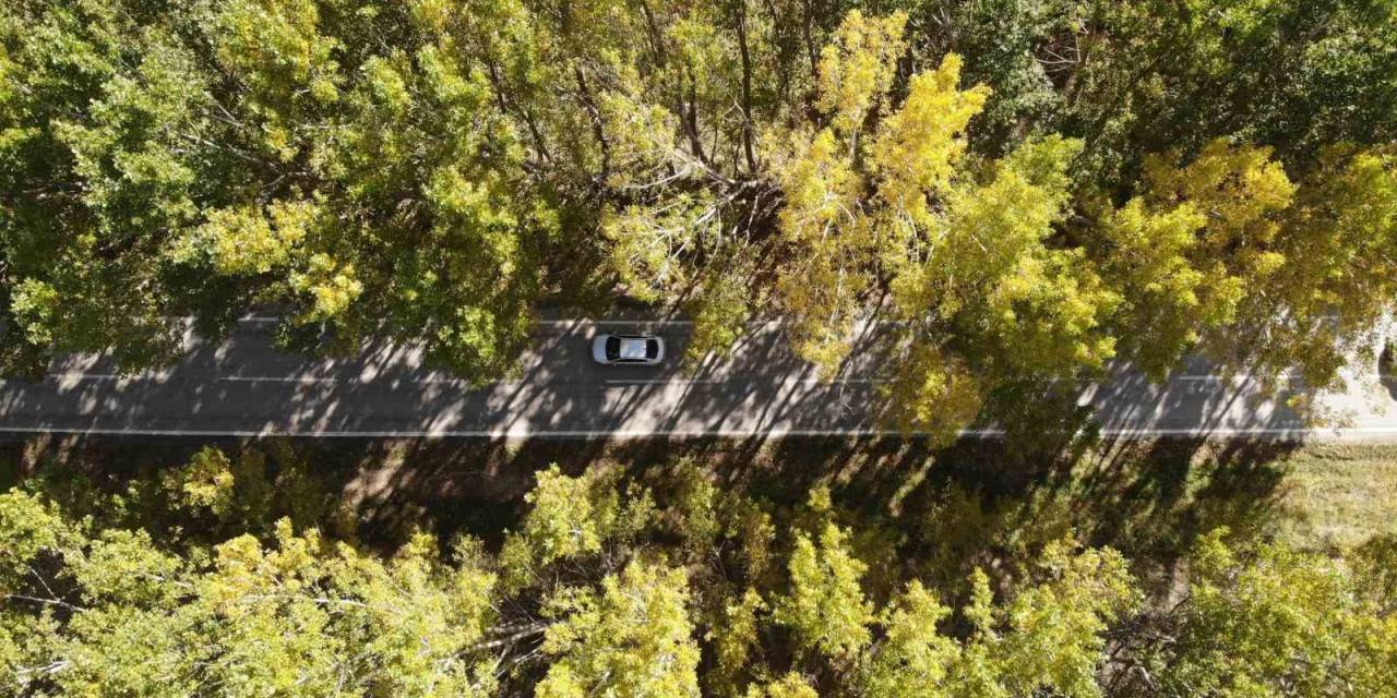 Tokat’ın Ağaç Tüneli Sonbaharda Güzelliğiyle Mest Ediyor